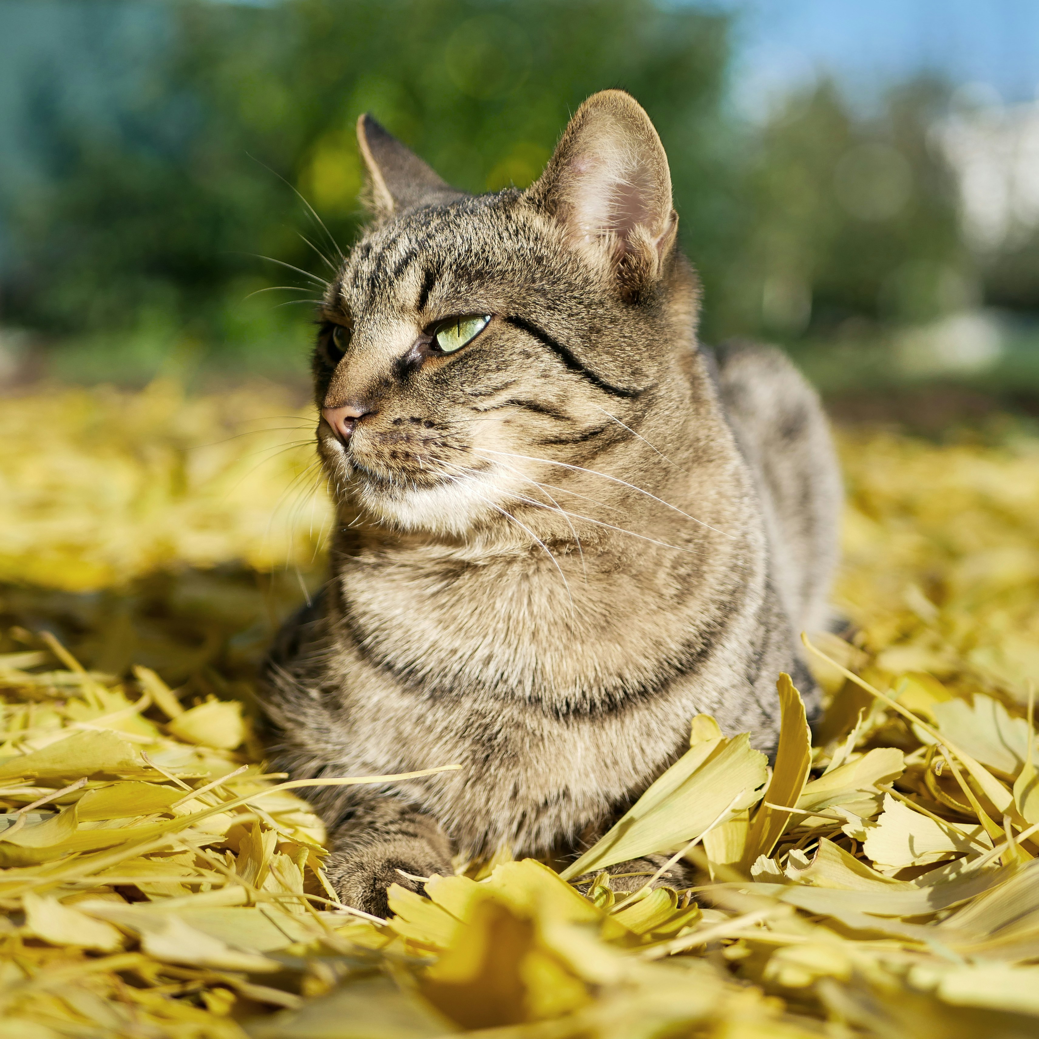 Cute Cats Pictures | Download Free Images on Unsplash