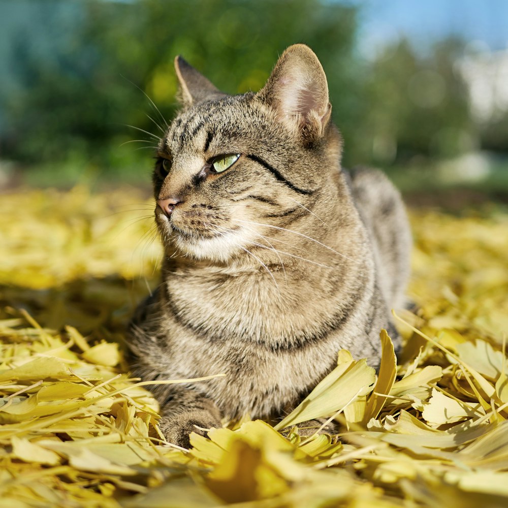 silver tabby cat on yellow leaves