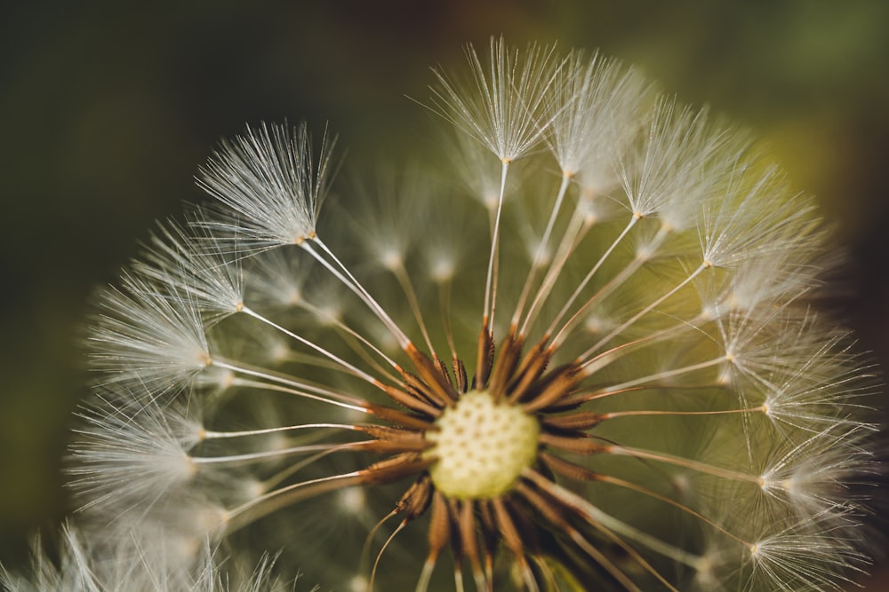 white dandelion in close up photography