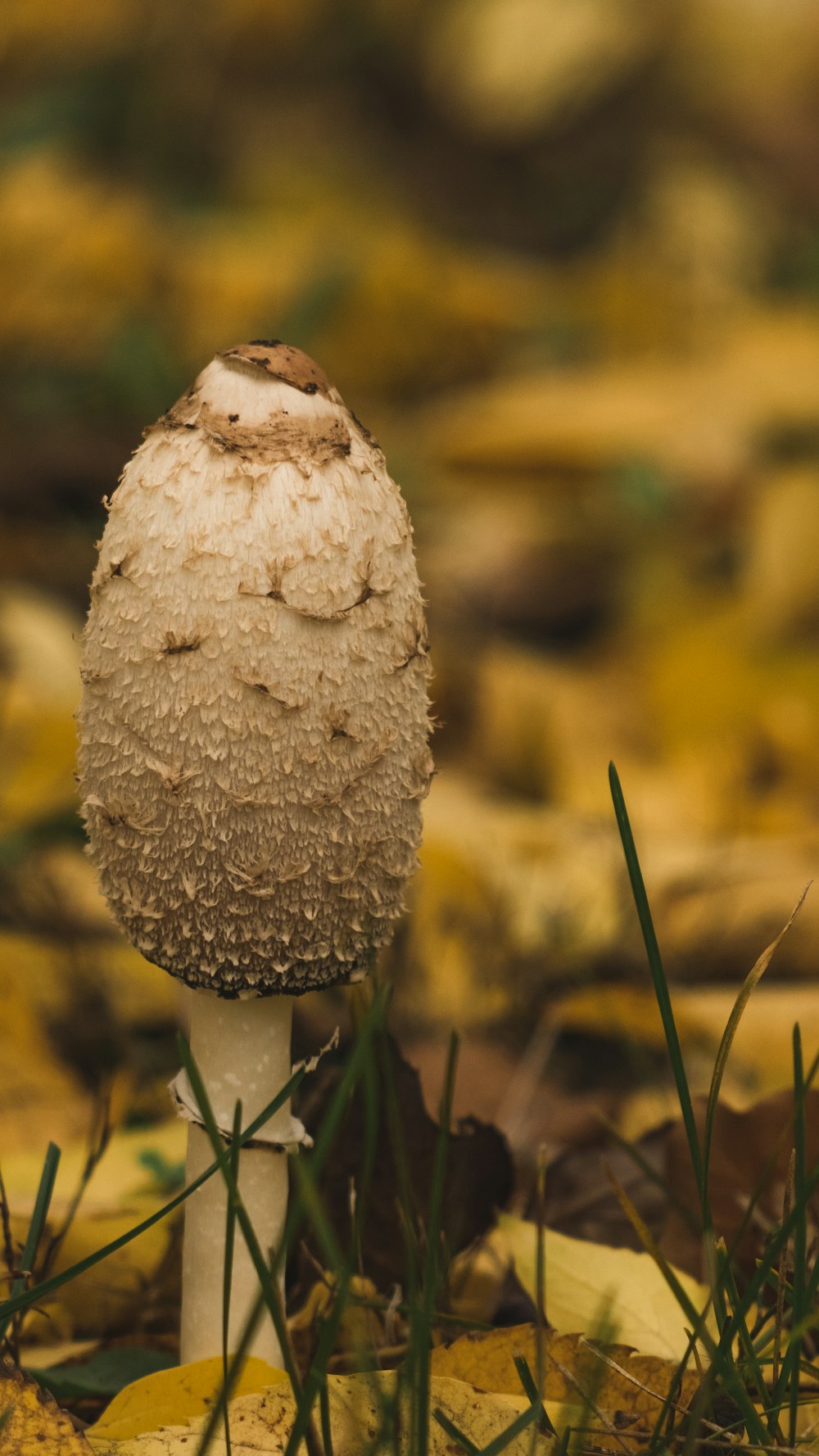 white and brown mushroom in close up photography