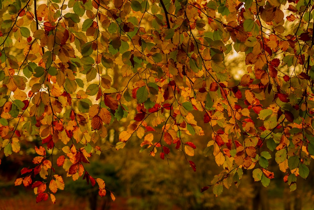 yellow and red maple leaves