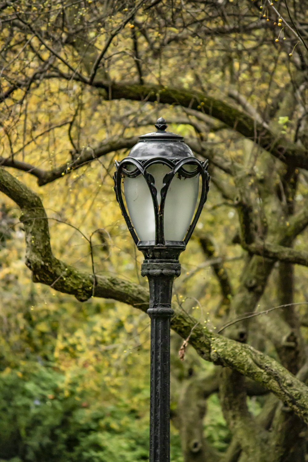 black street lamp near yellow leaf trees during daytime
