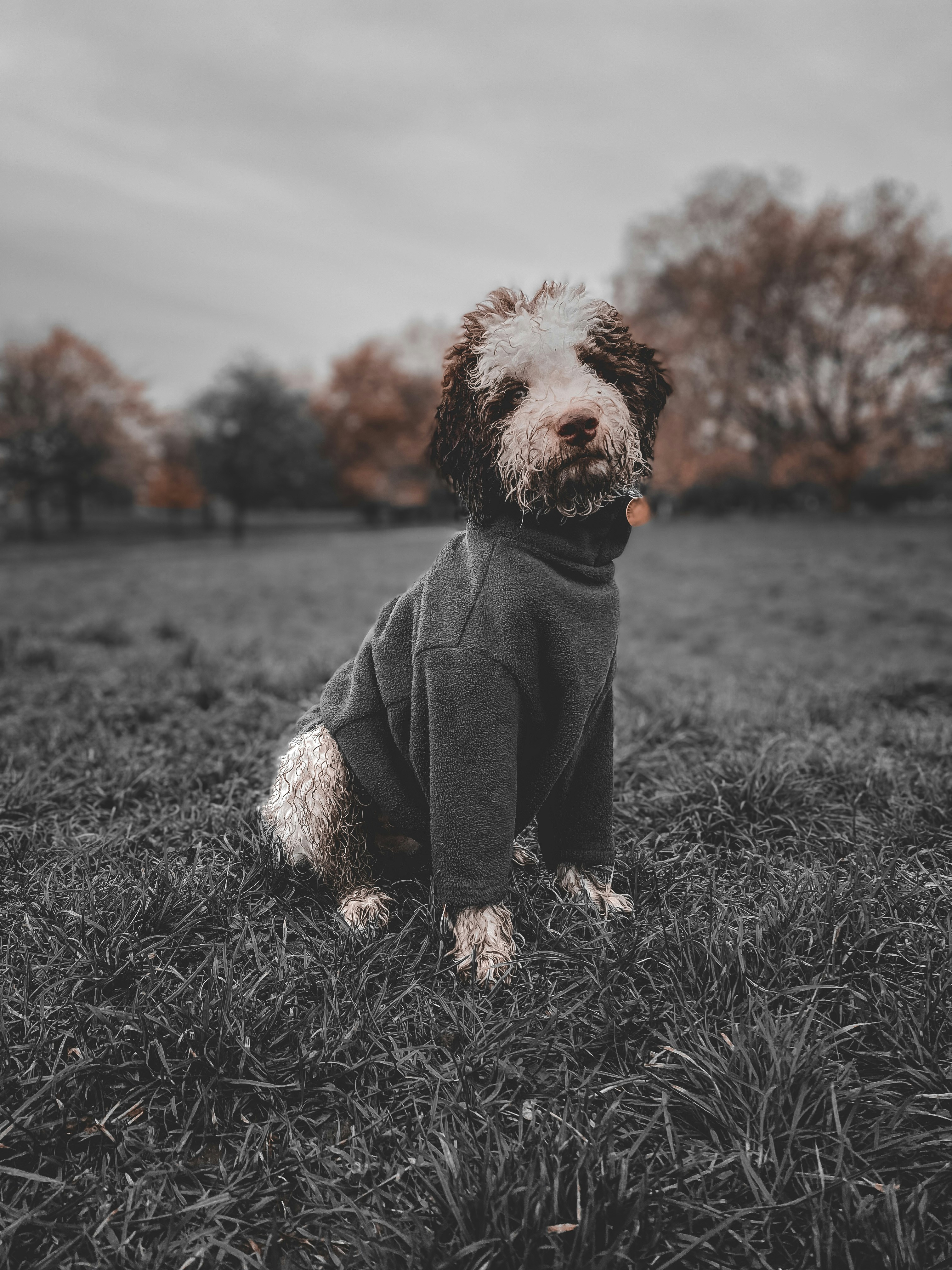 Suéter de otoño