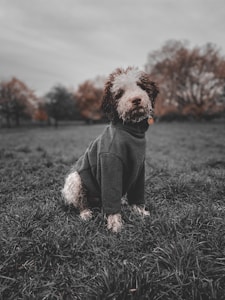 Trendy Dog Apparel