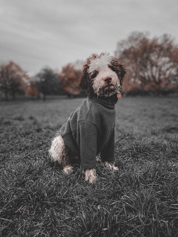 Trendy Dog Apparel