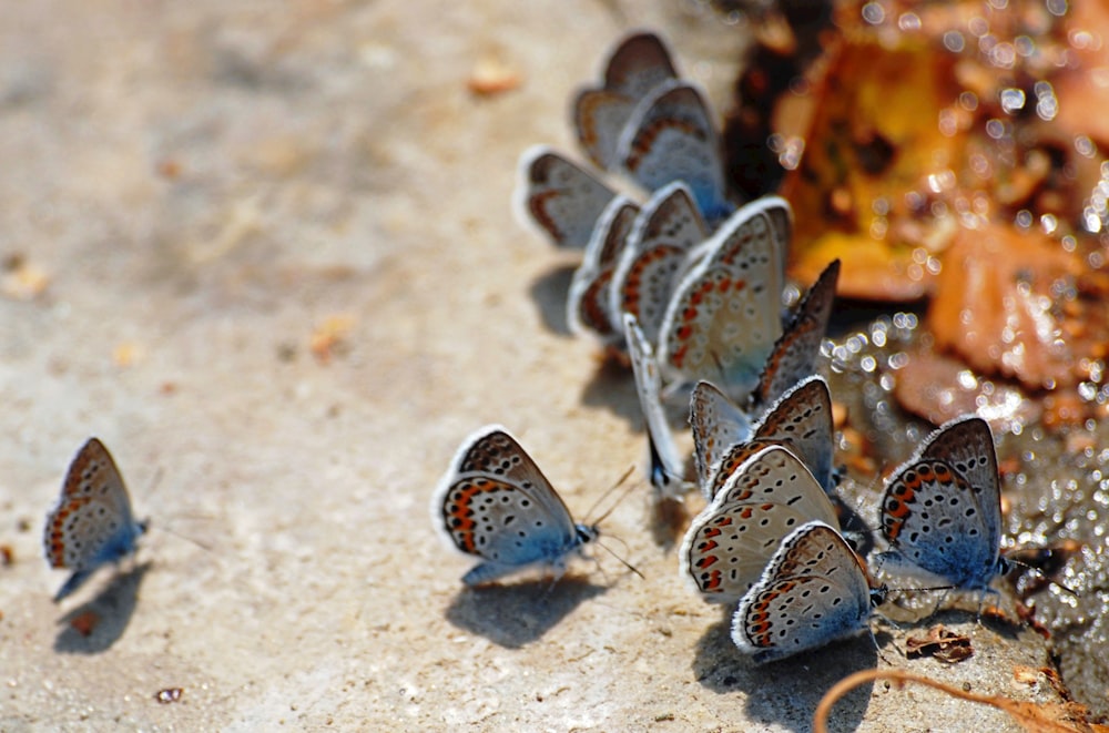 blue and white butterfly on brown sand during daytime
