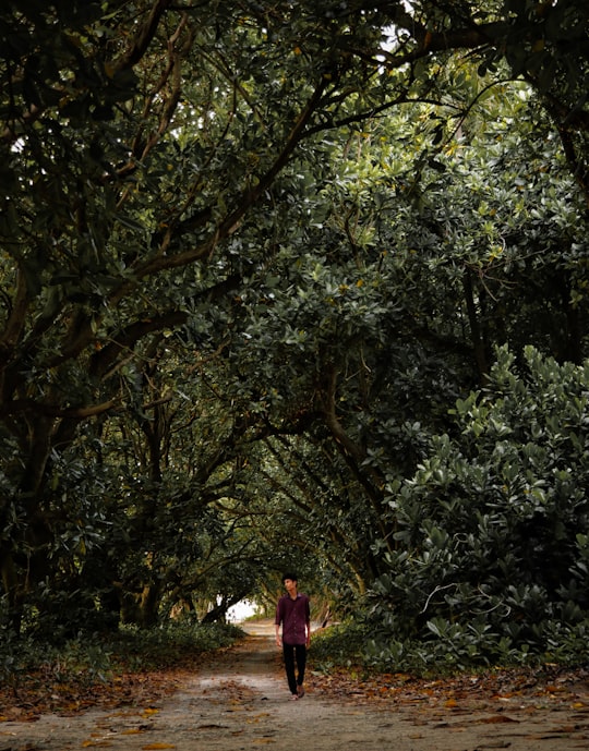 woman in red dress walking on pathway between green trees during daytime in Addu City Maldives