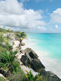 green palm tree near body of water during daytime