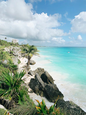 green palm tree near body of water during daytime