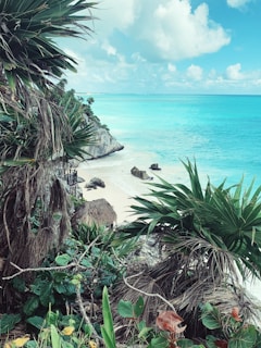 green palm tree near body of water during daytime