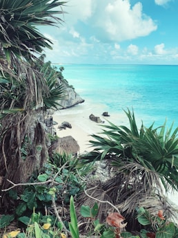 green palm tree near body of water during daytime