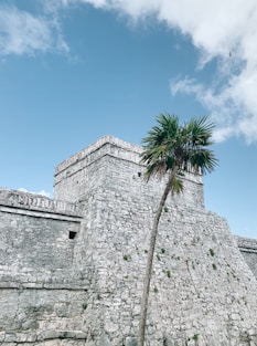palm tree beside gray concrete building under blue sky during daytime