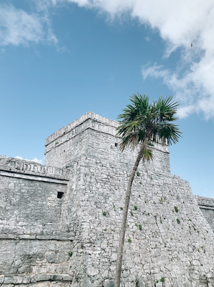 palm tree beside gray concrete building under blue sky during daytime