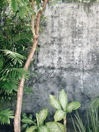 green leaf plant near gray concrete wall