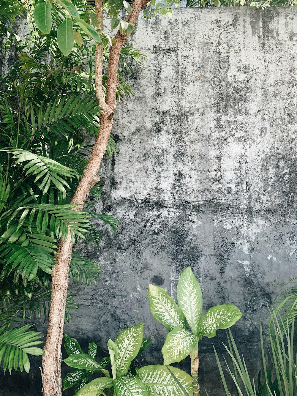 灰色のコンクリートの壁の近くの緑の葉の植物