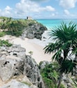 green trees on gray rocky shore during daytime