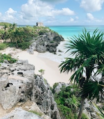 green trees on gray rocky shore during daytime