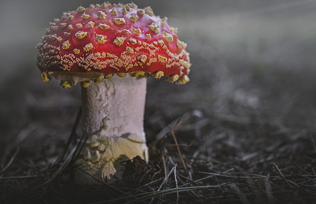 red and white mushroom in close up photography