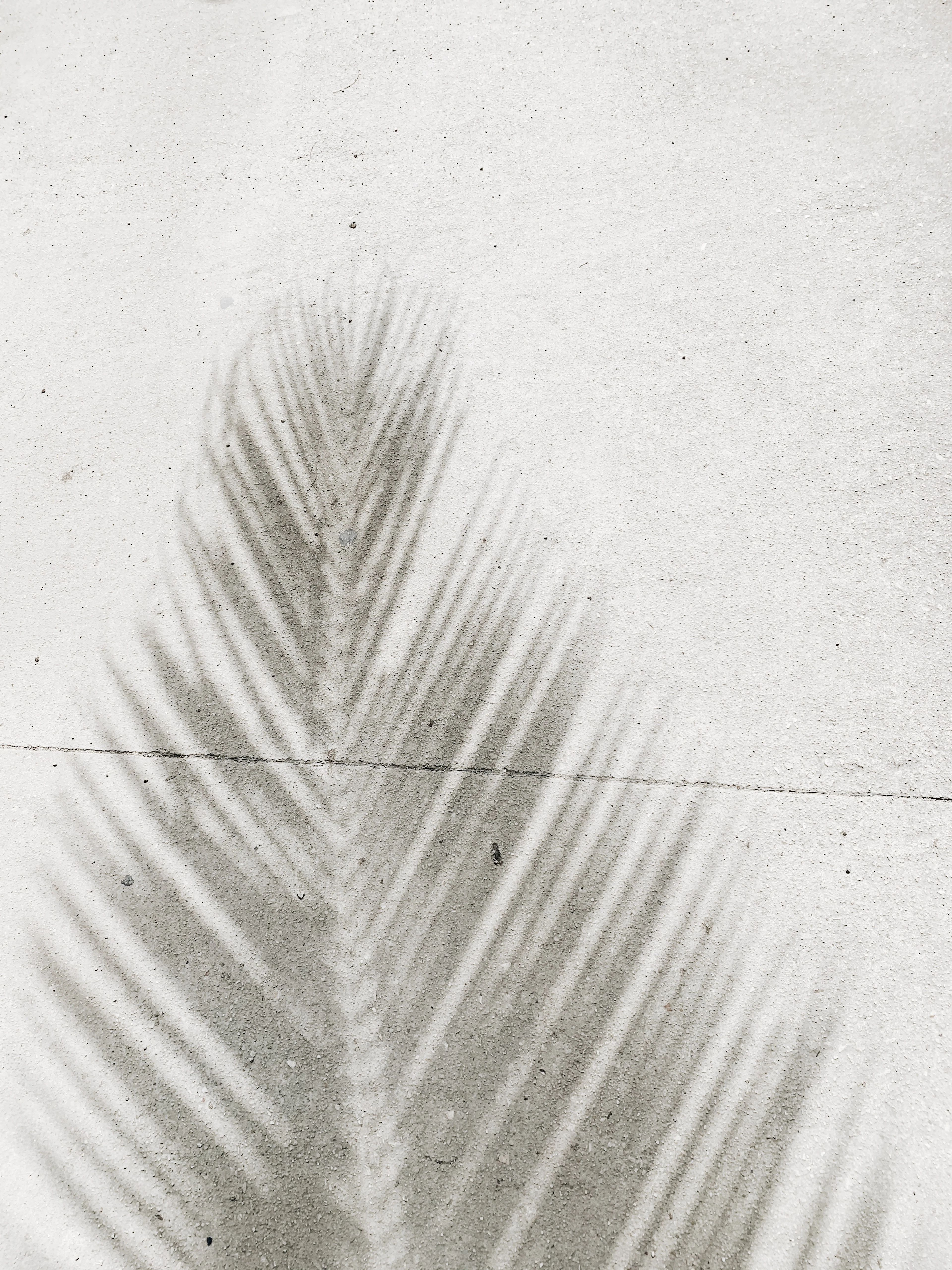 Palm Whisper by Leela Menon