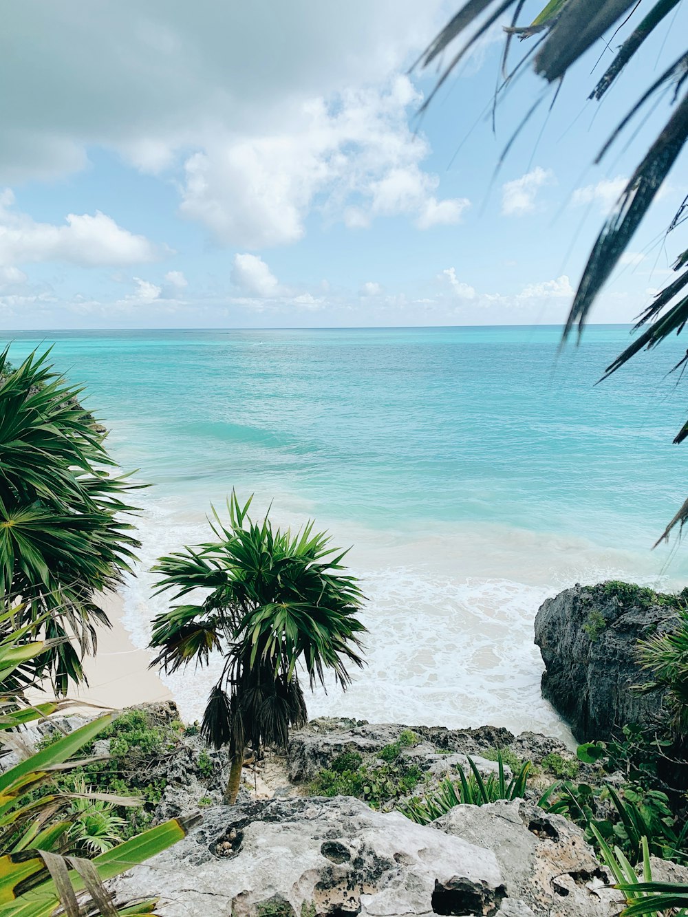 Palmera verde cerca del cuerpo de agua durante el día