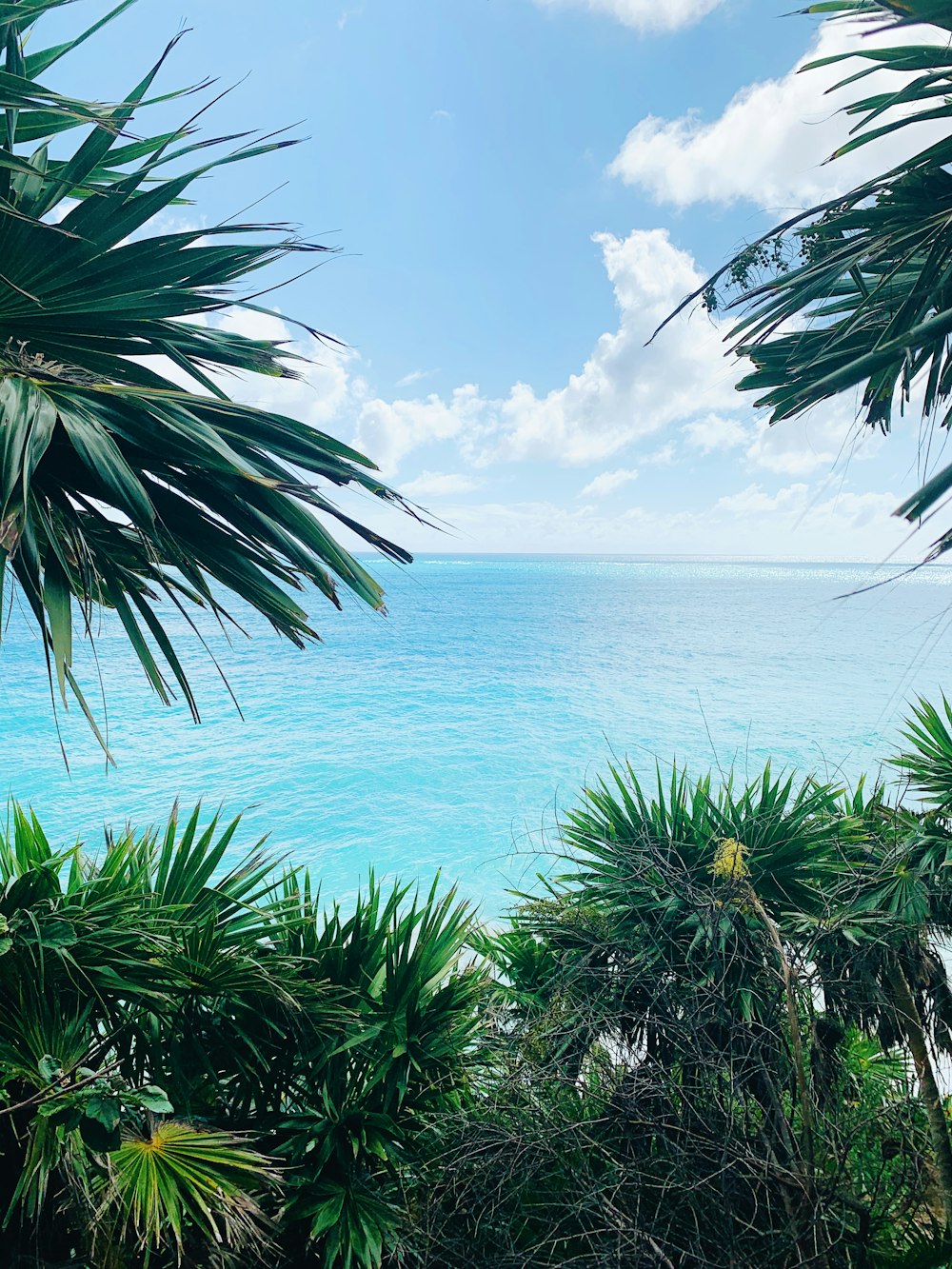 palma verde vicino allo specchio d'acqua durante il giorno