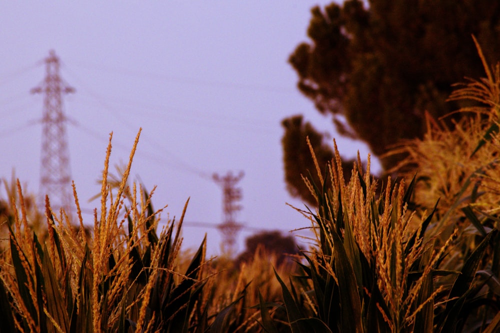 campo di grano bruno durante il giorno