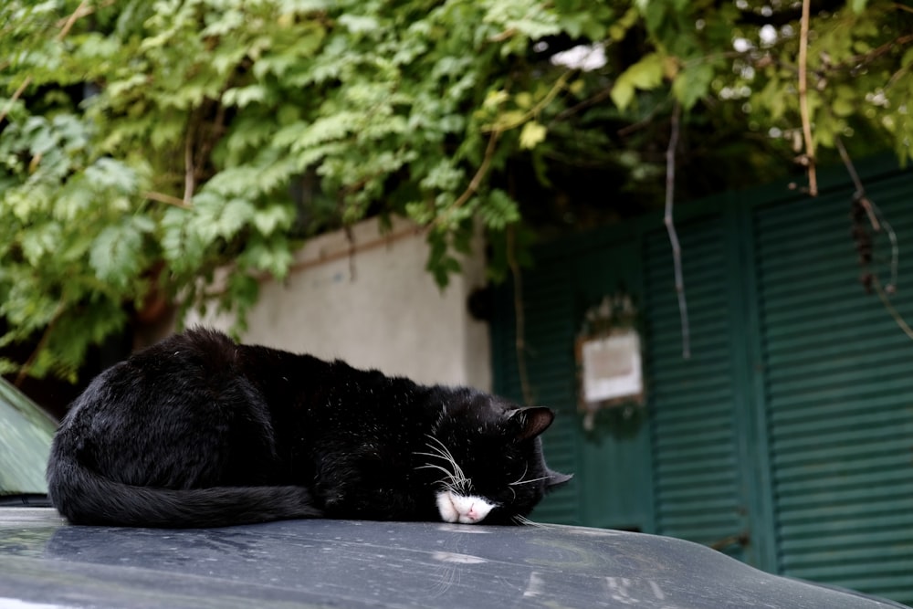 tuxedo cat lying on black textile