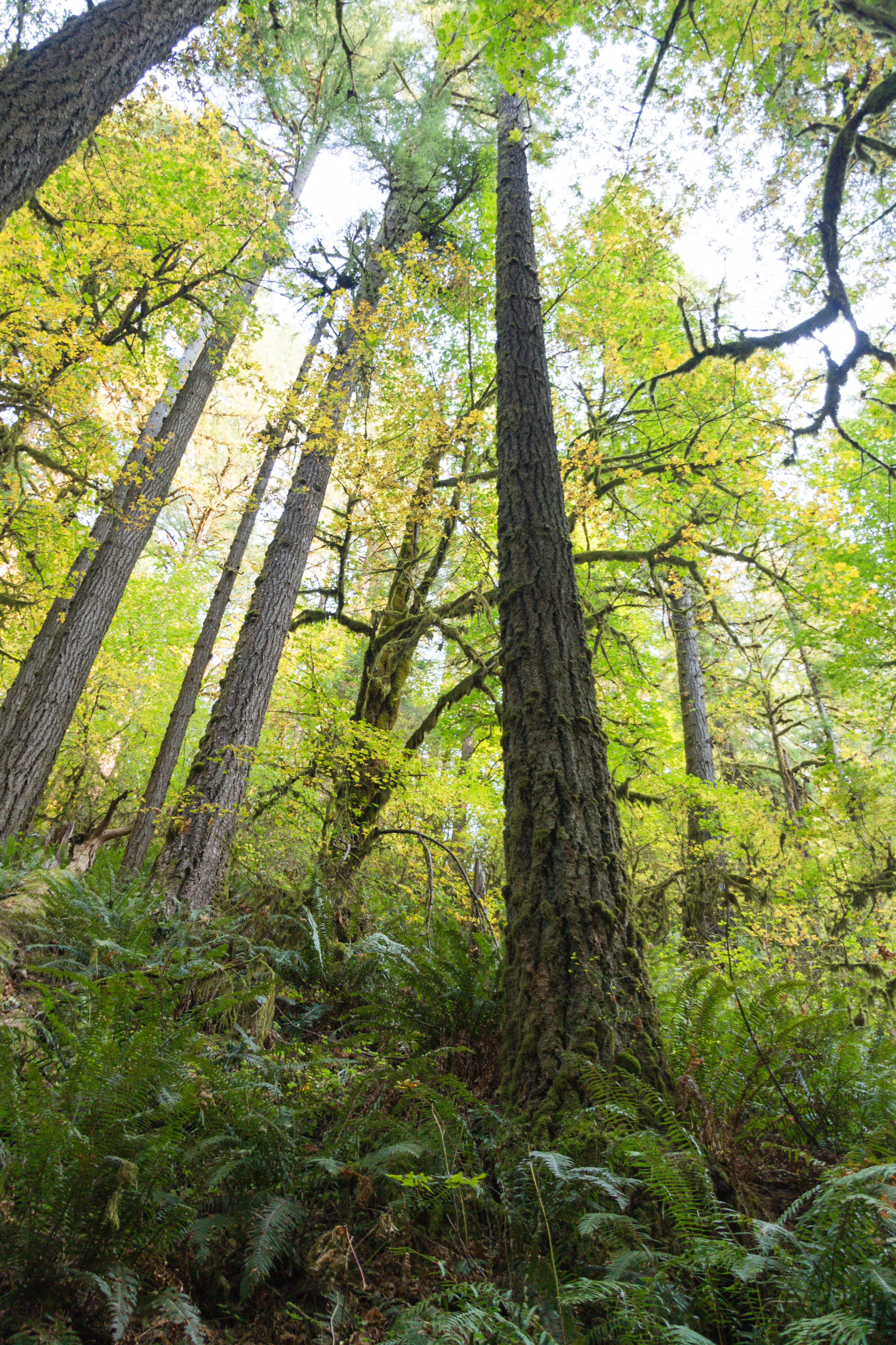 silver falls state park