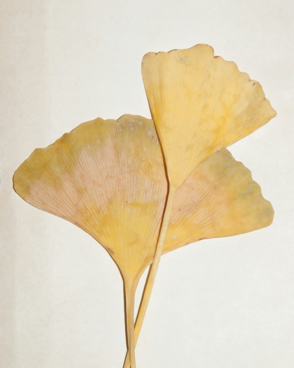yellow leaf on white surface