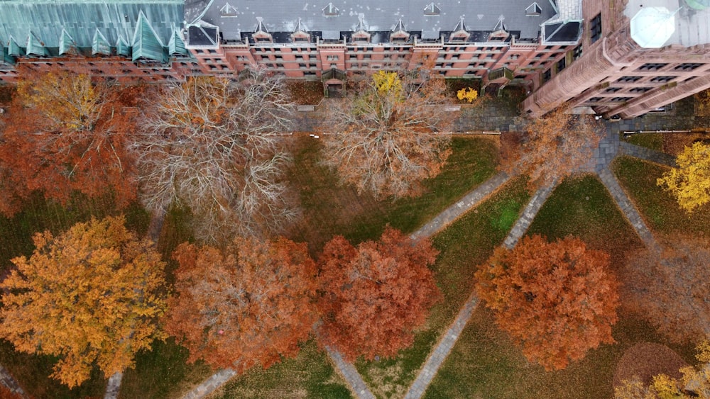 brown and green trees during daytime