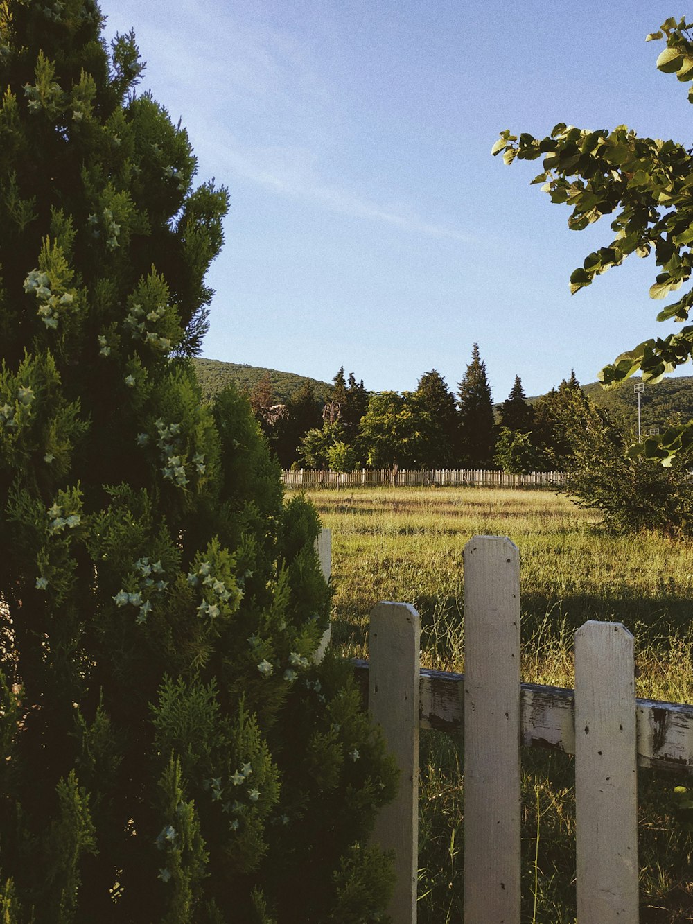 green trees on green grass field during daytime