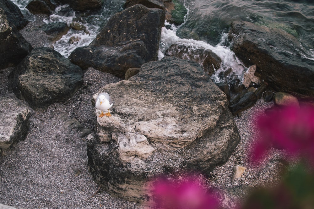 white duck on rocky shore during daytime