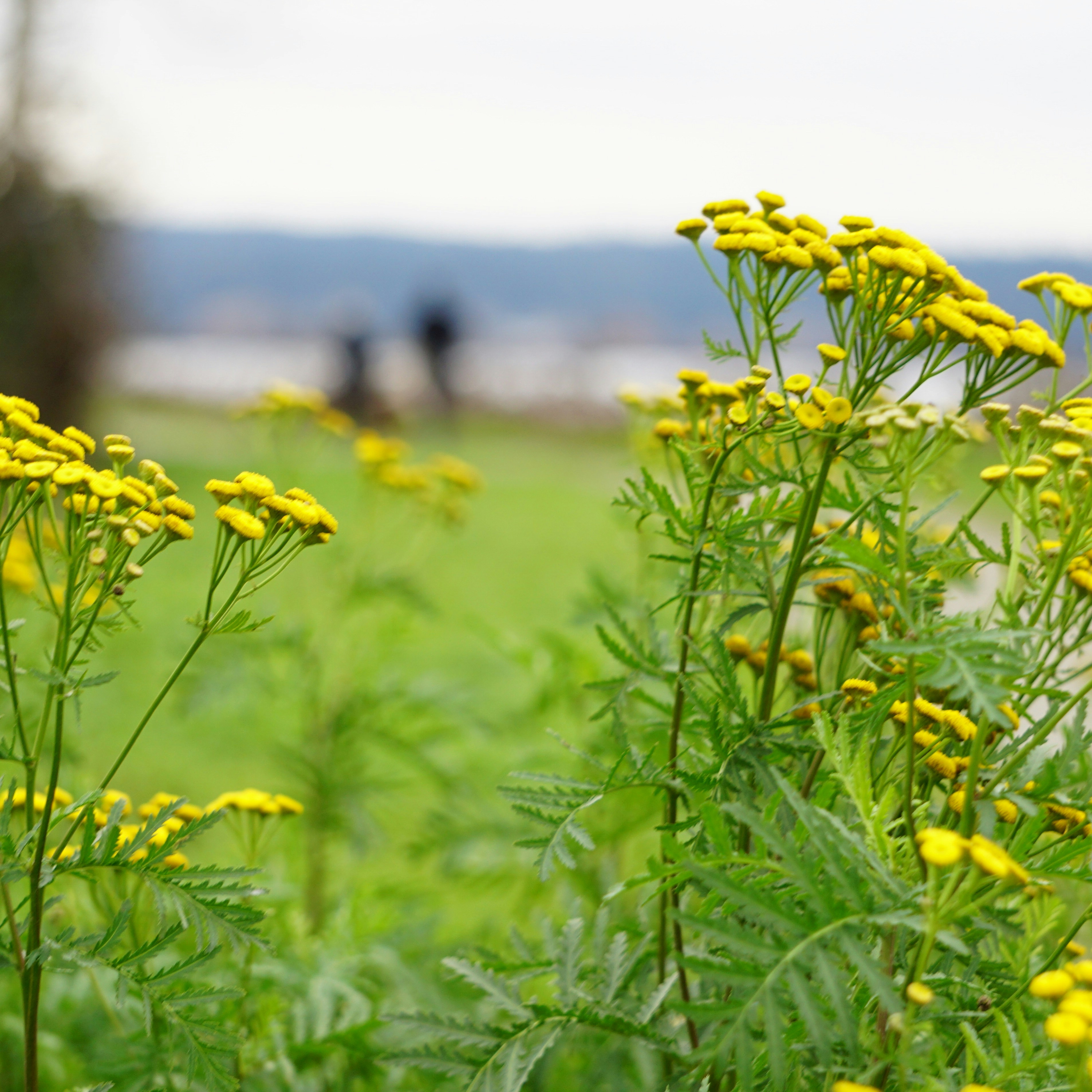 arnica flowers and natural herbs used in topical pain relief gels