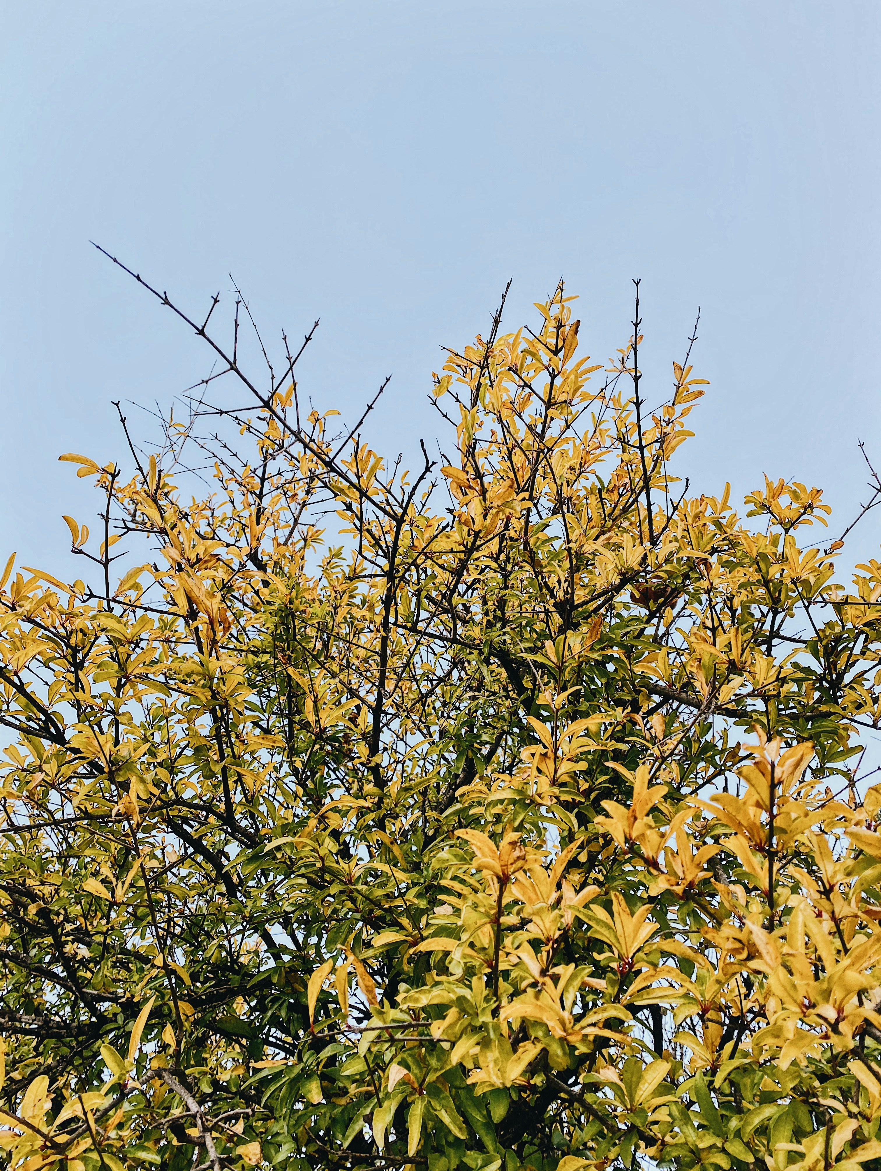 green and yellow leaves under blue sky during daytime