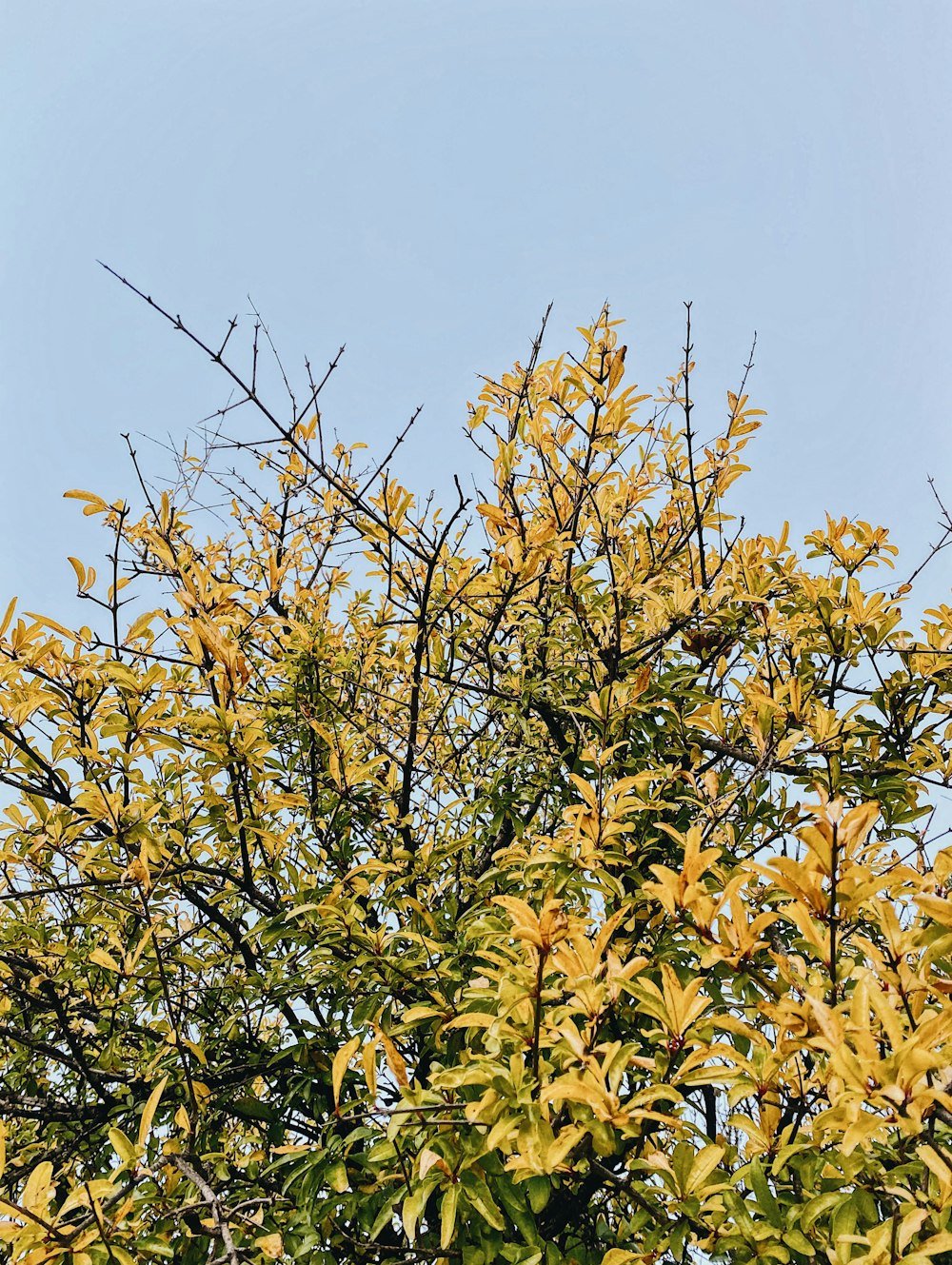 green and yellow leaves under blue sky during daytime