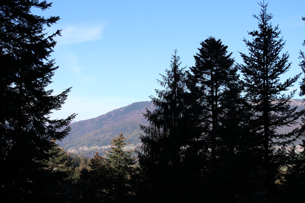 green pine trees on mountain under blue sky during daytime