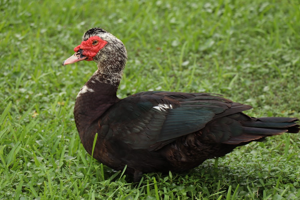 black duck on green grass during daytime