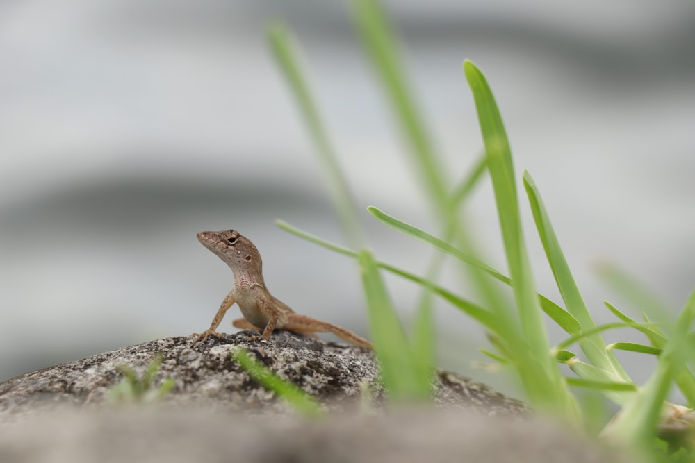 brown lizard on gray rock