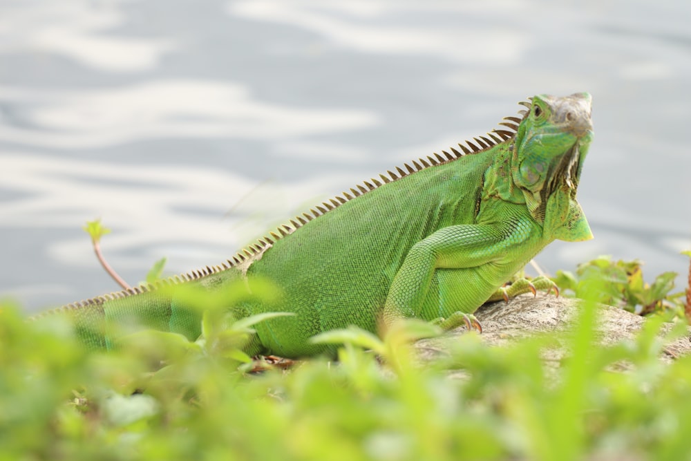 green iguana on brown rock