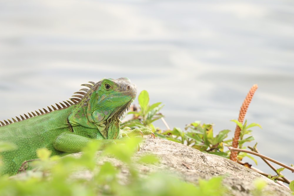 green and black iguana on brown rock