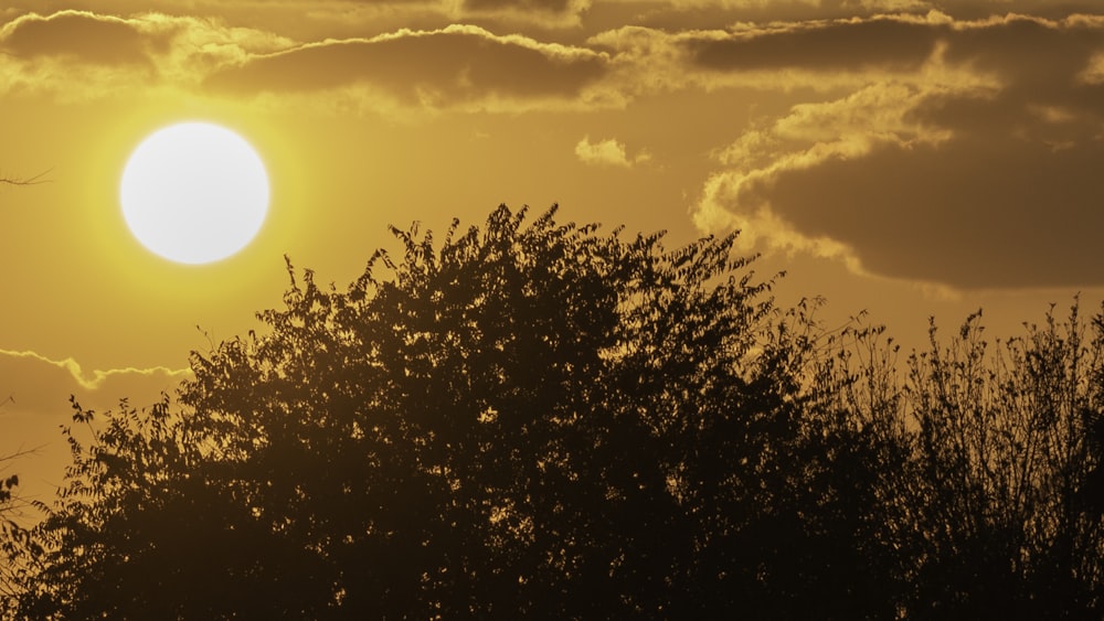 silhouette of tree during sunset