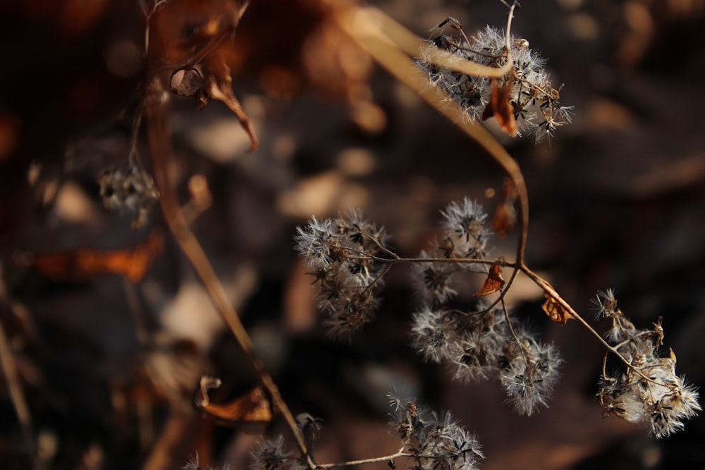 white flowers in tilt shift lens