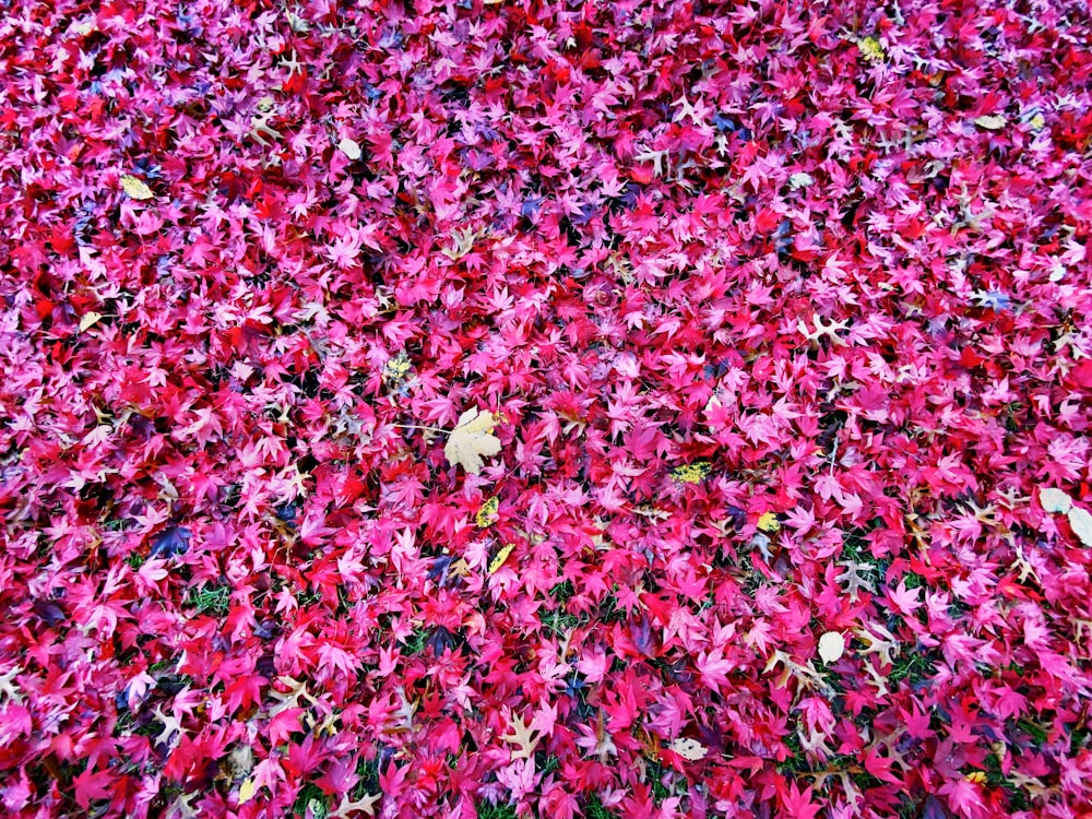 rosa und weiße Blüten auf dem Boden