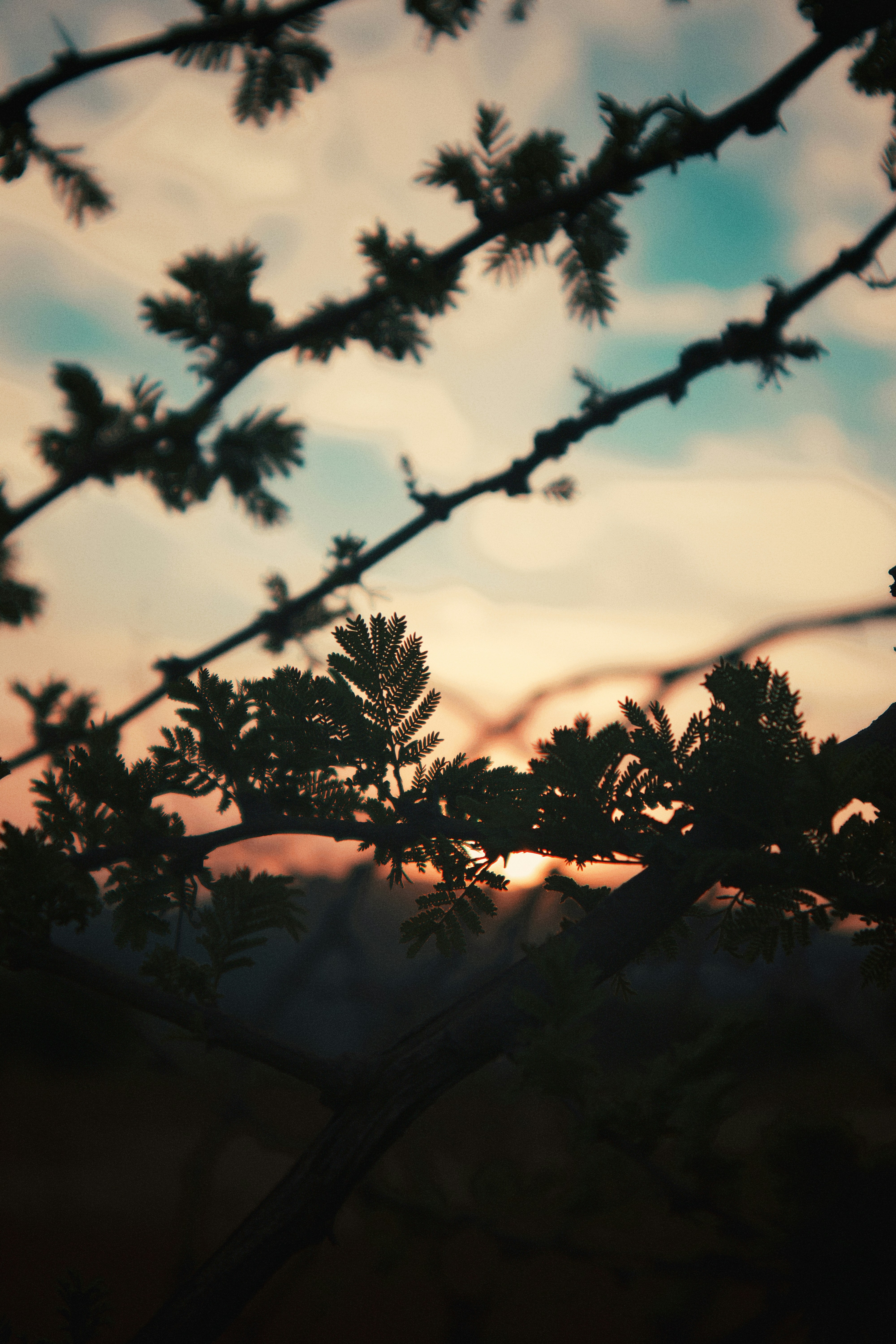 silhouette of plant during sunset