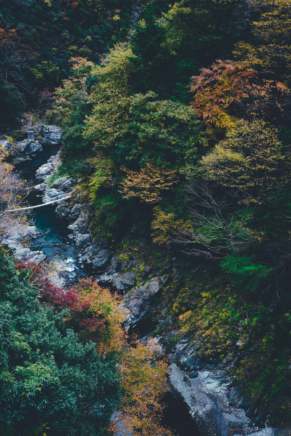 river in the middle of forest