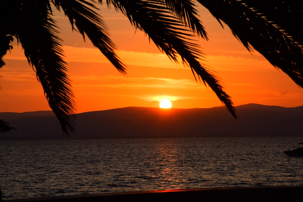 silhouette of palm tree during sunset