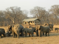 A group of elephants, including adults and juveniles, gather near a safari tent situated in a dry, sparsely vegetated landscape. Leafless trees with tangled branches surround the area, suggesting a dry season in a savannah environment.