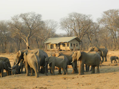 A luxury tented camp nestled in the wild with a view of elephants at a watering hole.