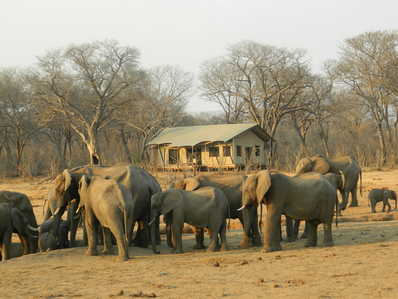 Elephants in Amboseli with Mount Kilimanjaro