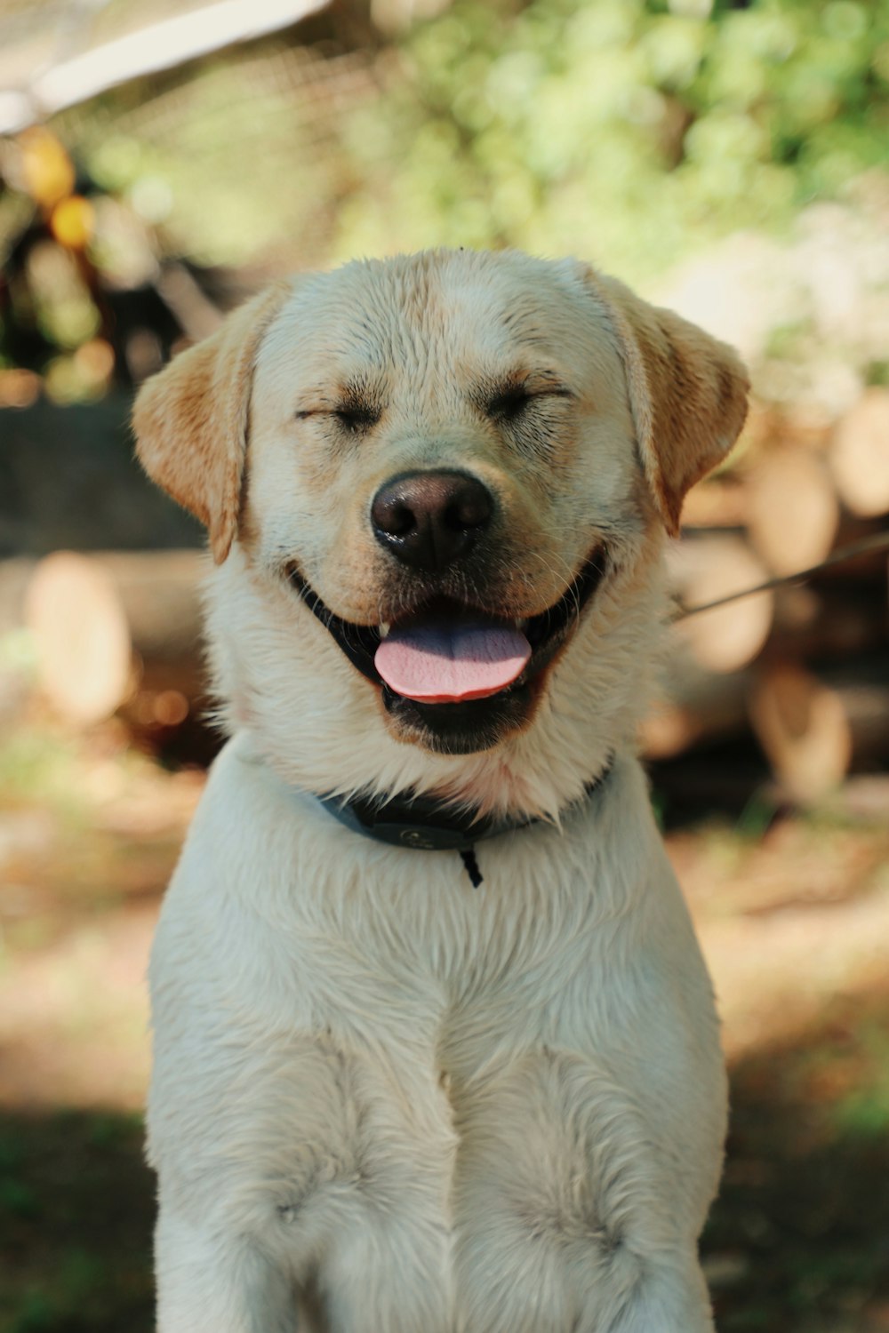 yellow labrador retriever with blue collar